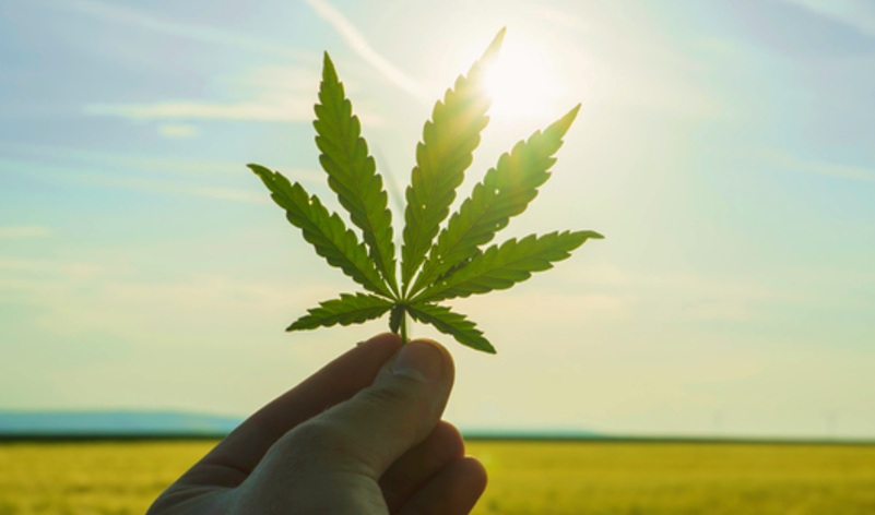 cannabis 