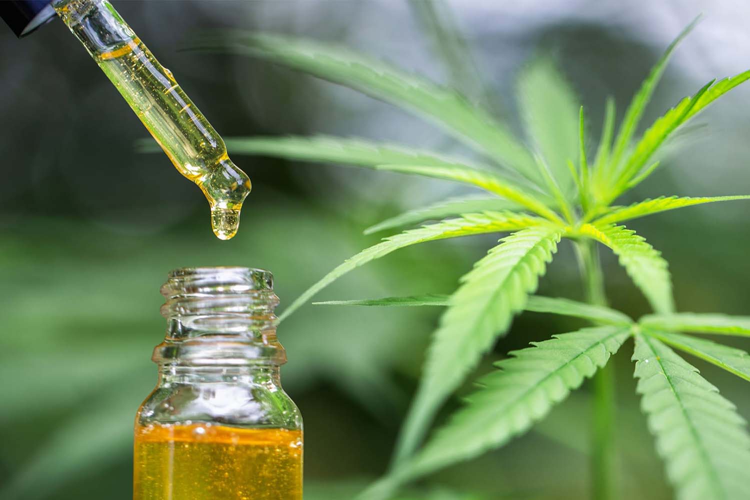 cbd