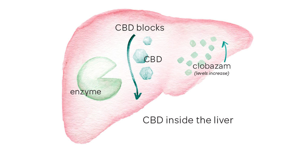 Endocannabinoid System