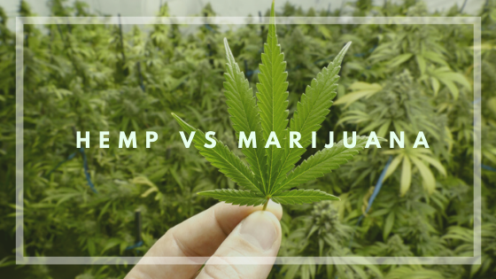 Marijuana VS. Hemp