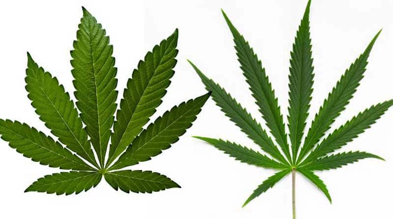 Marijuana VS Hemp