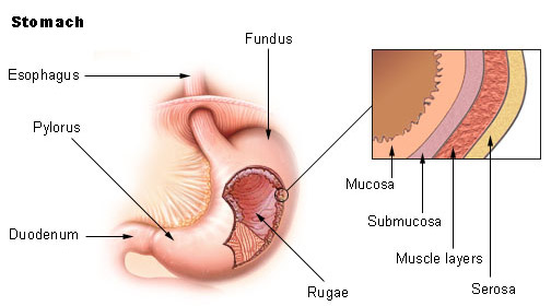 Stomach Protection